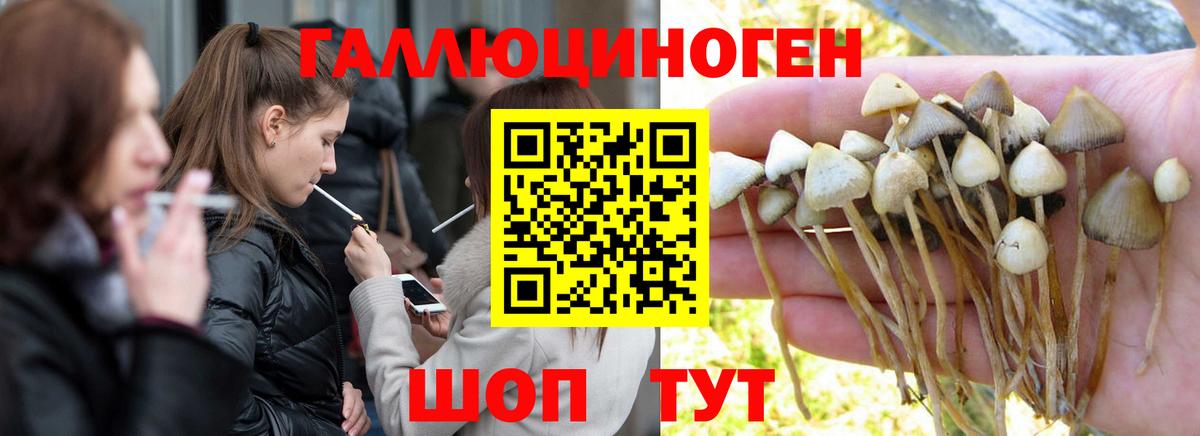 Галлюциногенные грибы Psilocybine cubensis  Вход с VPN  Галлюциногенные грибы Psilocybine cubensis  Чусовой 